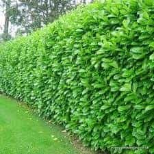 Hedging selection