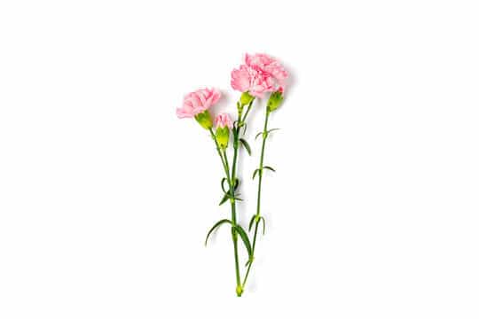 Baby Carnations - bunch of 20 stems