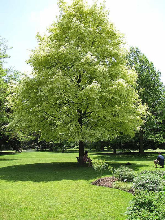 Acer platanoides Drummondii (Norway Maple)