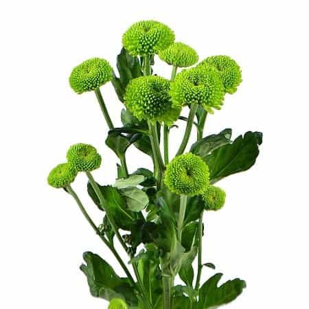 Chrysanthemums