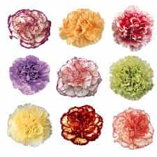 Standard Carnations