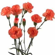Baby Carnations - bunch of 20 stems