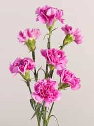 Baby Carnations - bunch of 20 stems