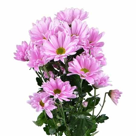 Chrysanthemums