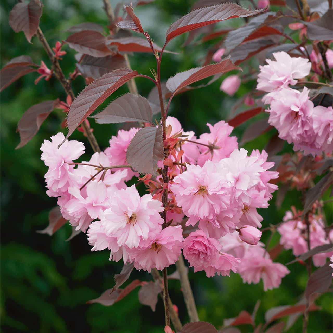 Prunus Royal Burgundy