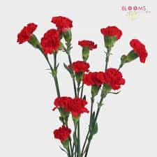 Baby Carnations - bunch of 20 stems