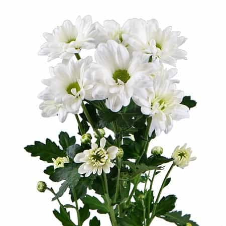 Chrysanthemums