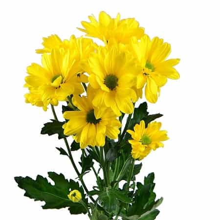 Chrysanthemums