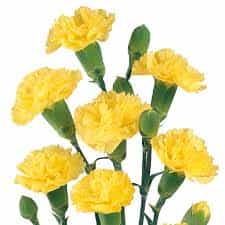 Baby Carnations - bunch of 20 stems