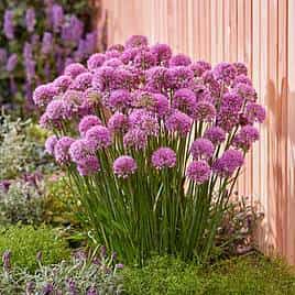 Allium Lucky Balloons
