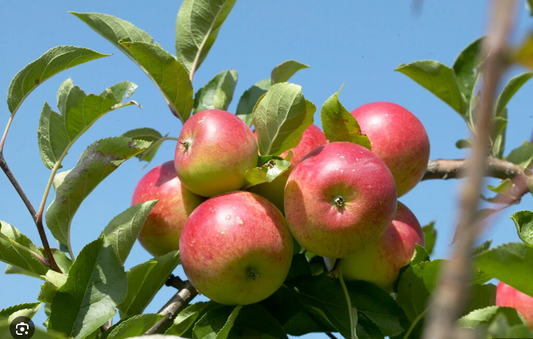 Trees - Apple Discovery (Malus Domestica)