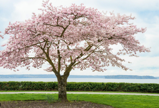 Tree- Cherry Blossom “Autumn Cherry”