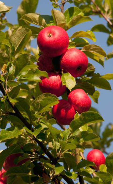 Trees - Malus Beauty of Bath