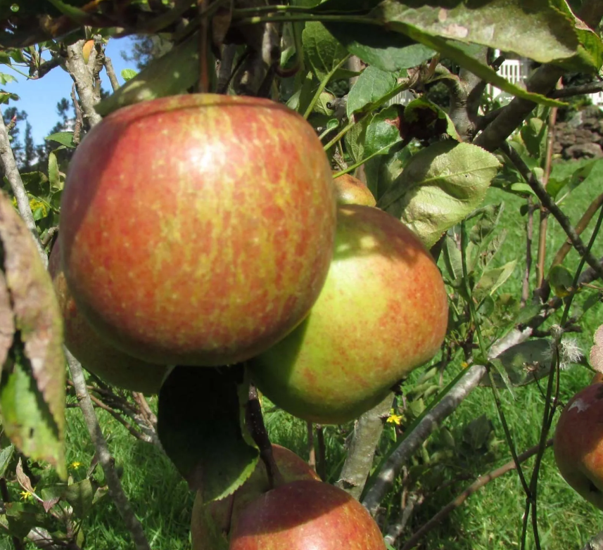 Trees - Malus Braeburn