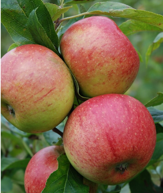 Trees - Malus Charles Ross