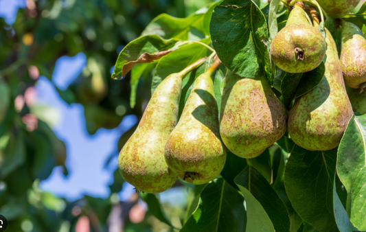 Trees Pear “Conference”