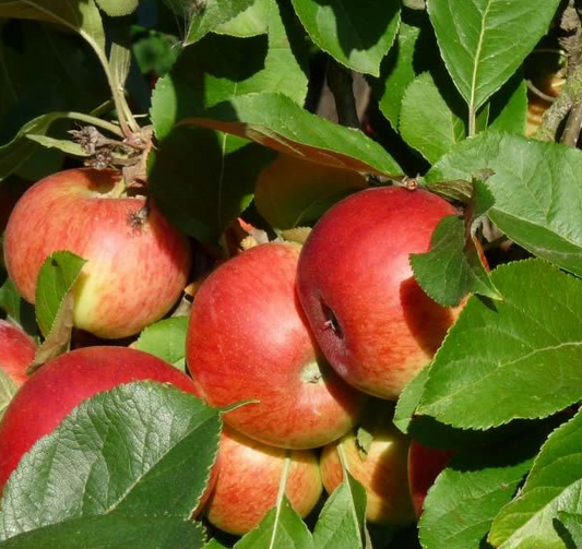 Trees - Malus Elstar