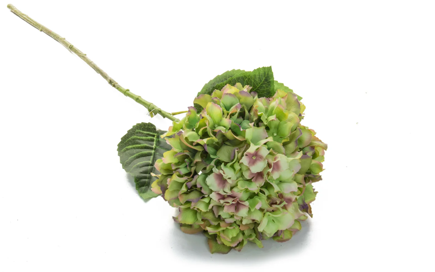 Hydrangea Long Stem Large Head