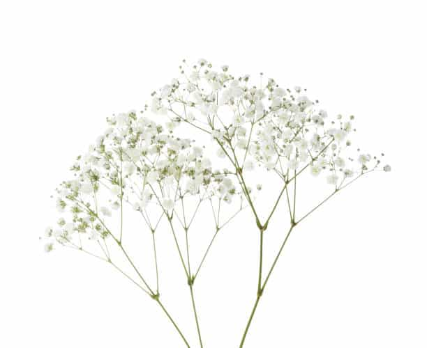 Baby’s Breath