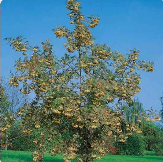Tree - Sorbus “Joesph Rock ”