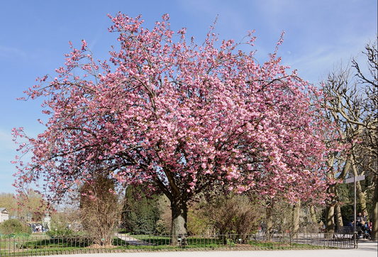 Cherry Blossom Tree - Prunus Kanzan