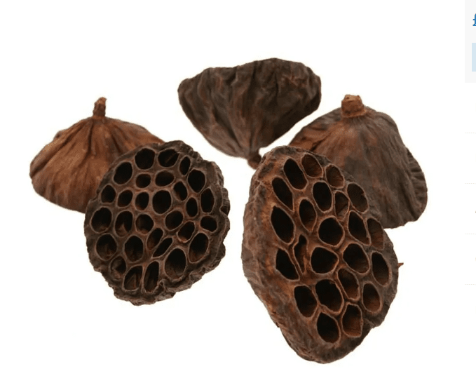 Lotus Heads