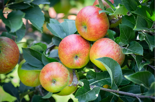 Tree- Lord Lambourne (Malus Domestica)