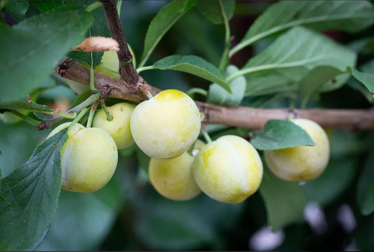 Trees - Plum - Mirabelle De Nancy
