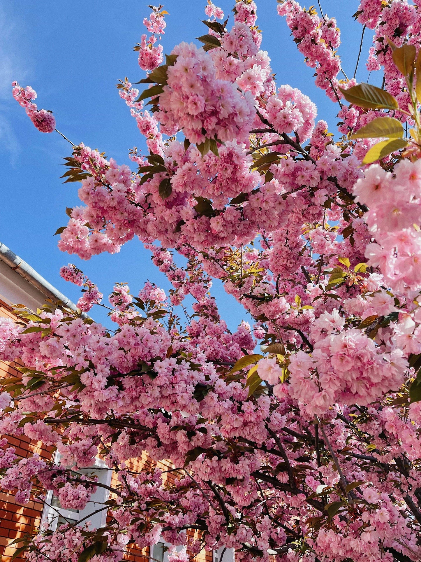 Tree - Prunus Serrula (Black Cherry Birch)