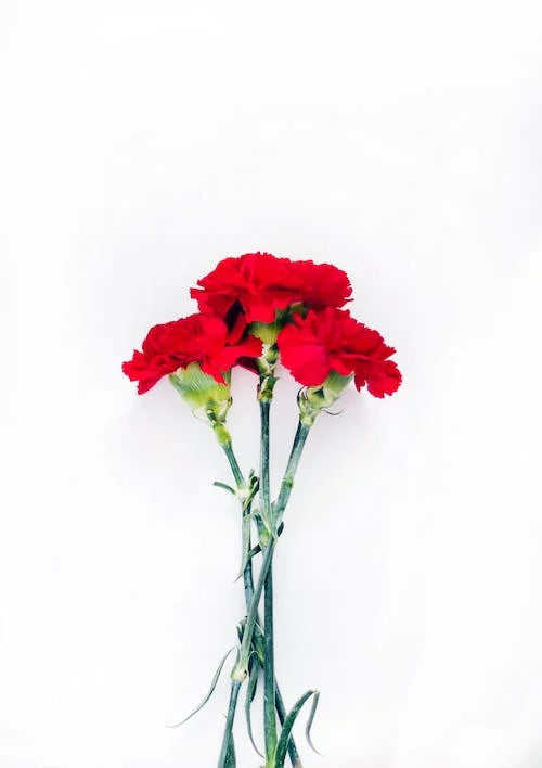 Baby Carnations - bunch of 20 stems