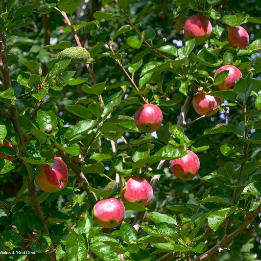 Trees - Apple Red Devil (Malus domestica)