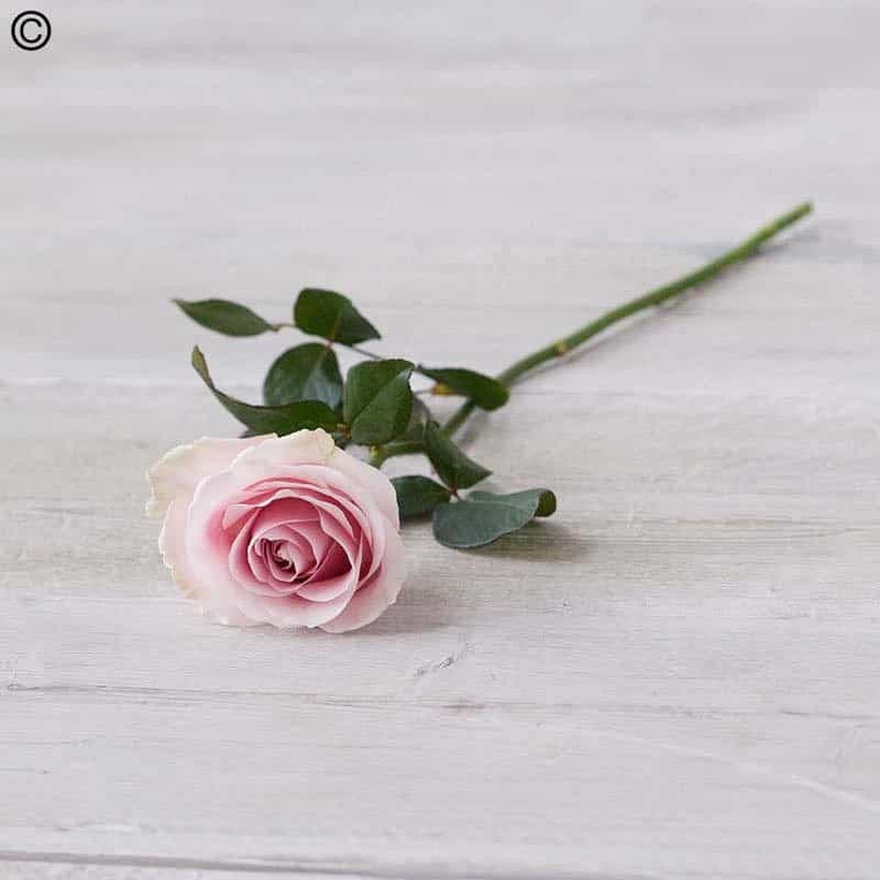 Single Rose