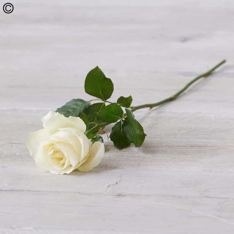 Single Rose