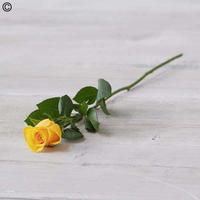 Single Rose