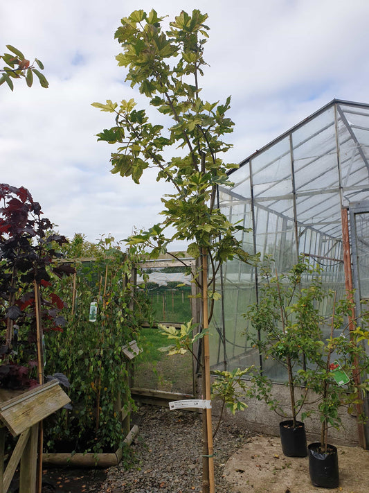 Tree- Leopoldii (Acer Pseudoplantanus)