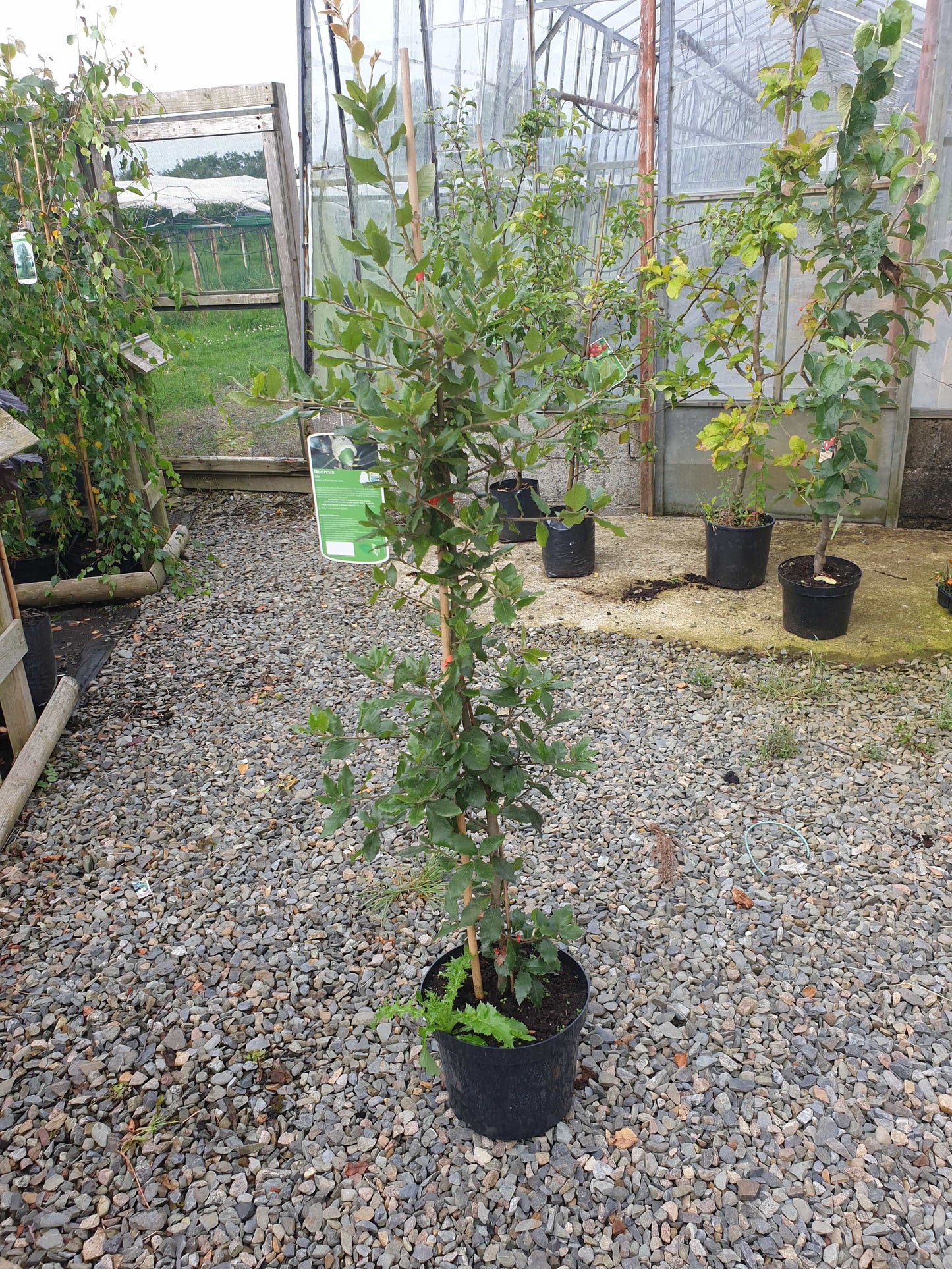 Tree- Evergreen Oak (Quercus ilex)