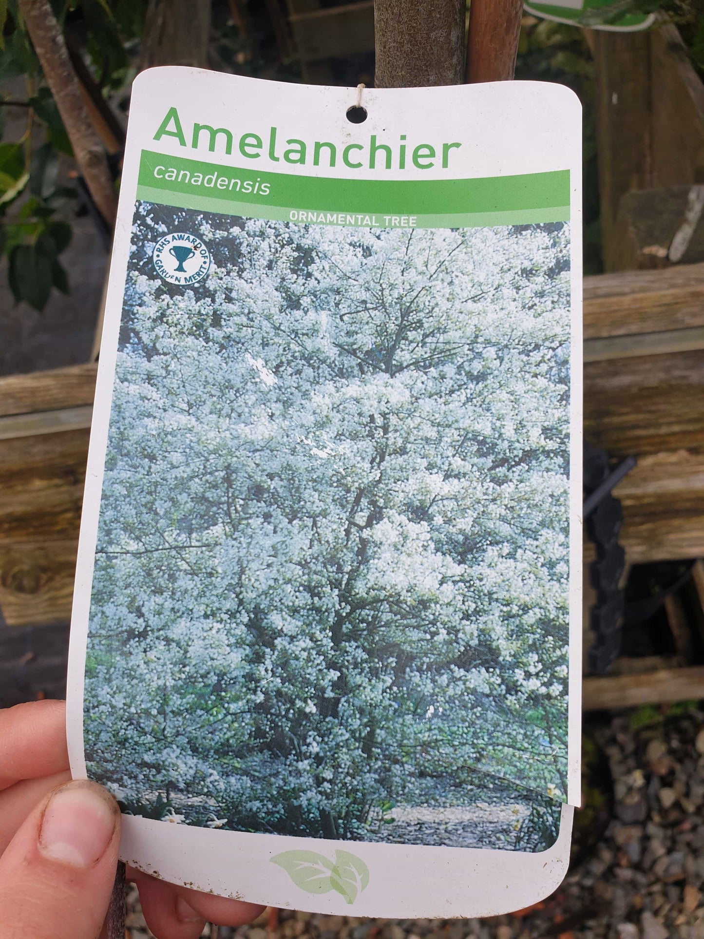 Tree- Snowy Mespilus (Amelanchier Canadensis)