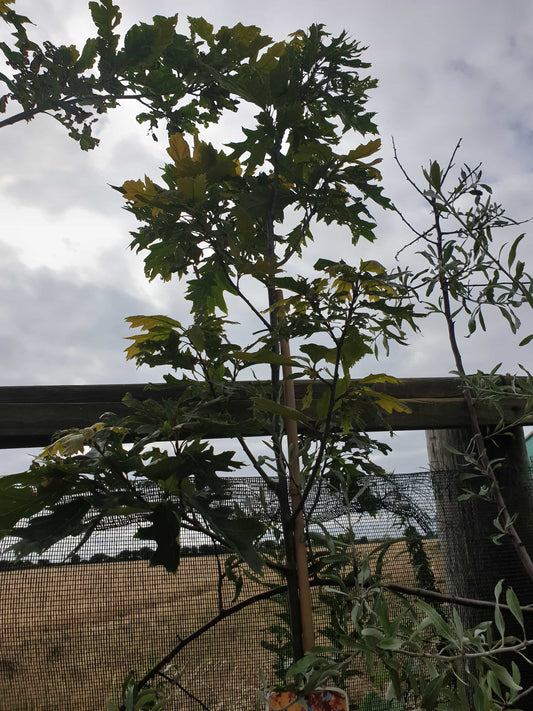 Tree- Red Oak (Quercus Rubra)