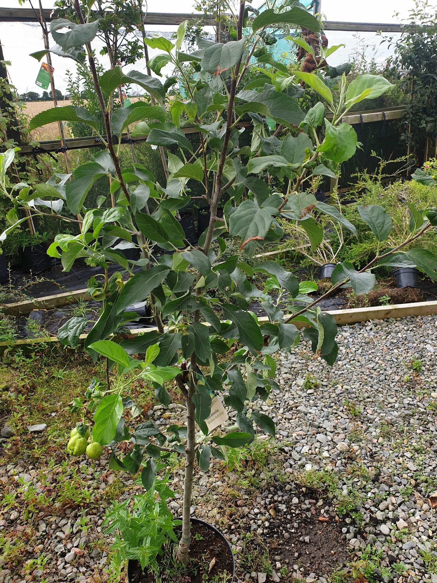 Trees - Apple Golden Delicious (Malus Domestica)