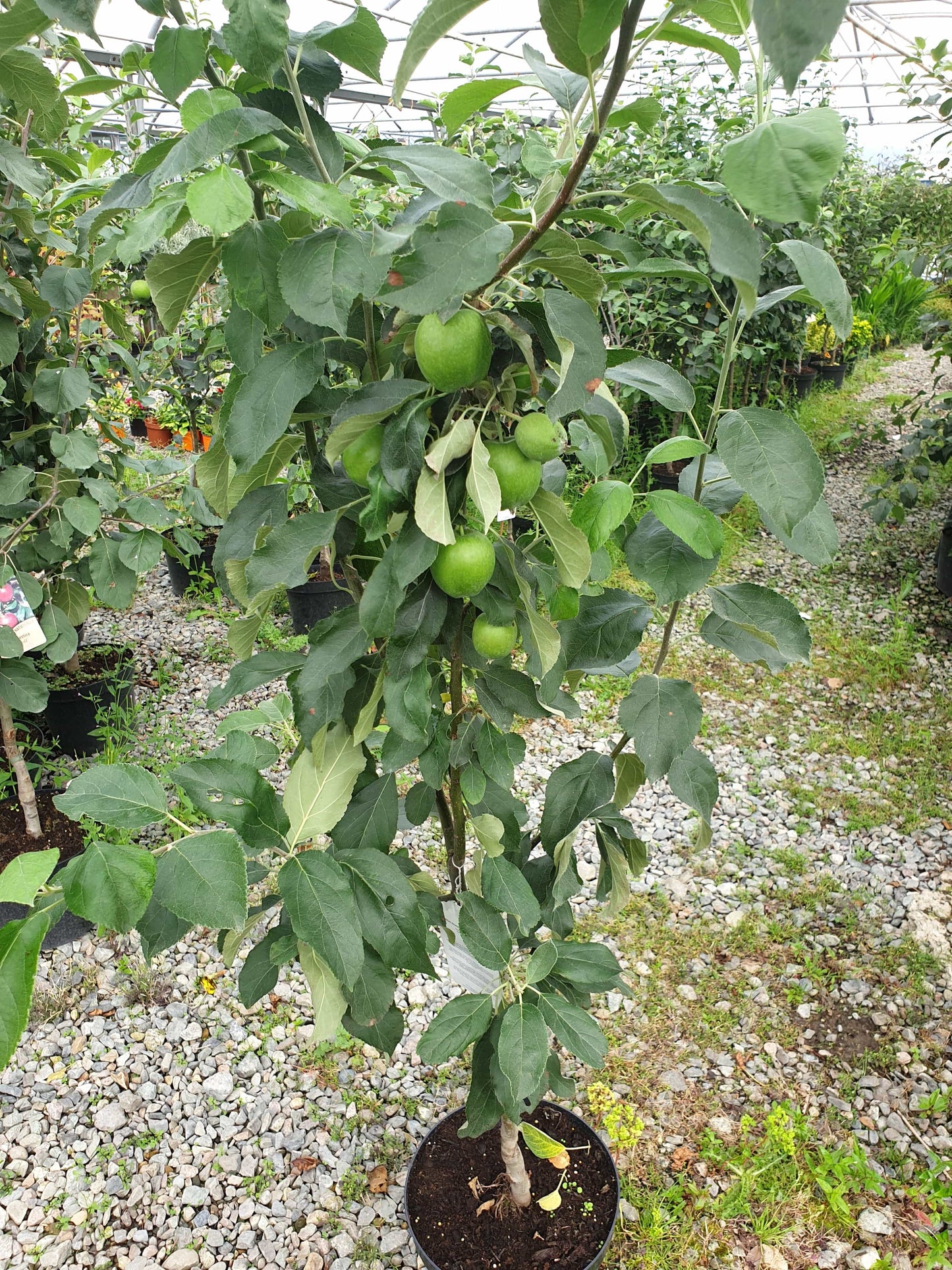 Trees - Apple Granny Smith (Malus Domestica)