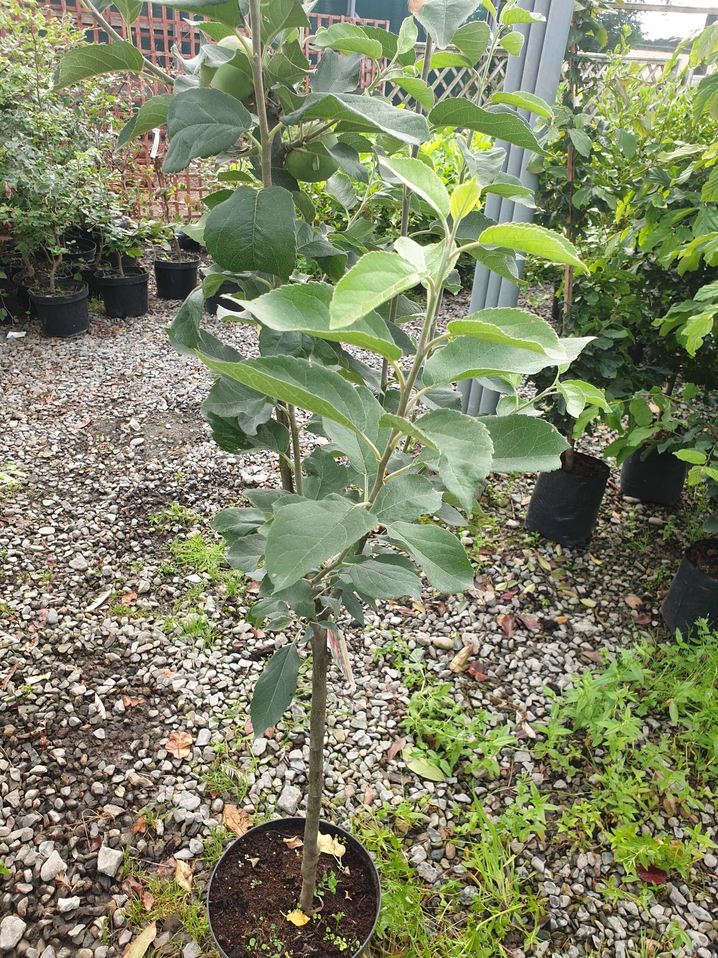 Trees - Apple Discovery (Malus Domestica)