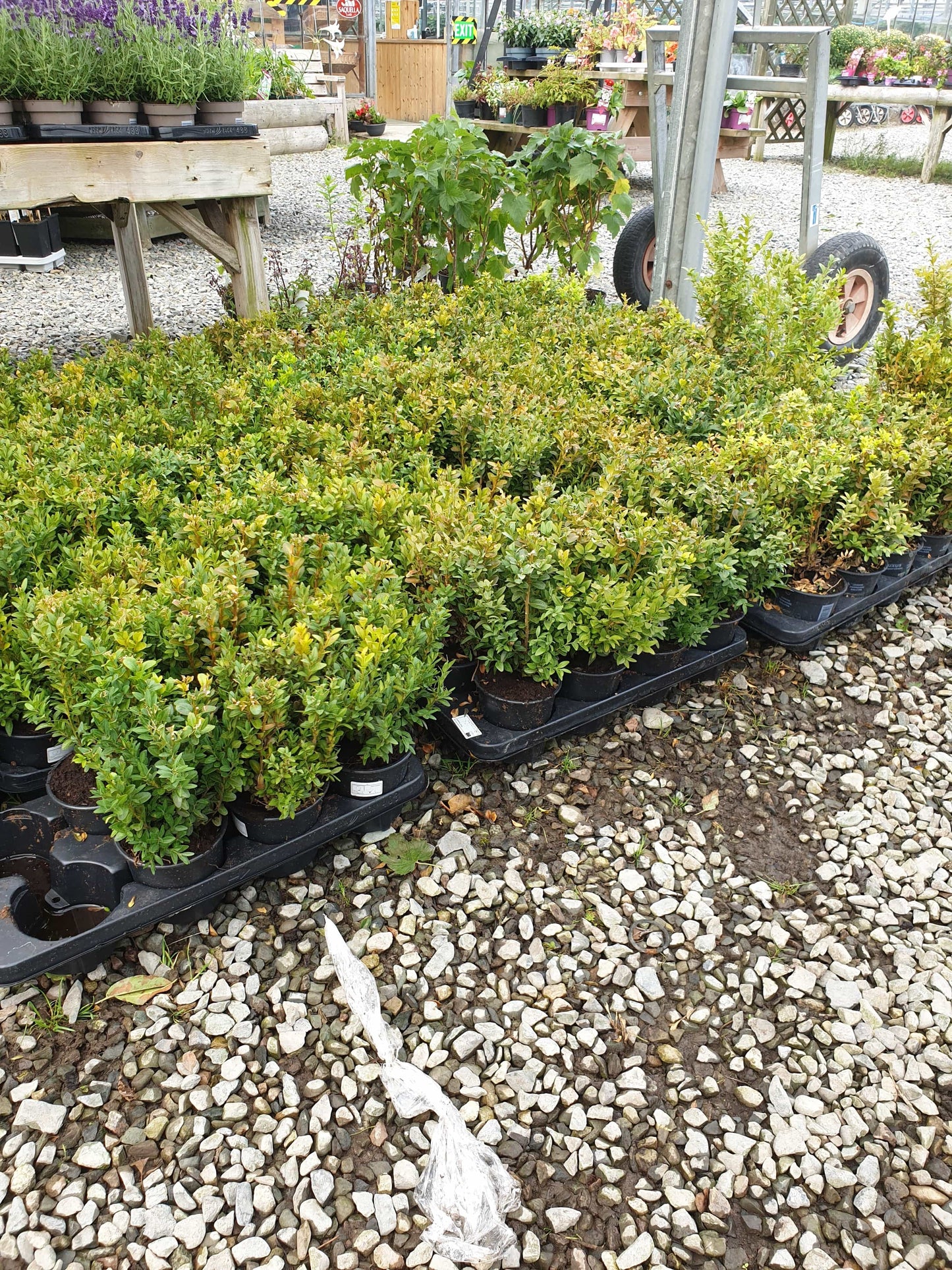 Buxus Hedging