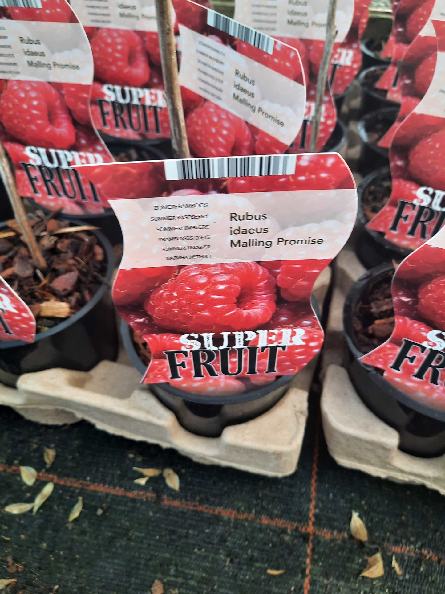 Raspberry plant