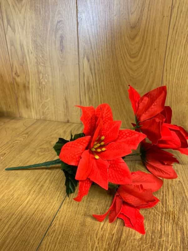 Red Poinsettia stem with 5 heads