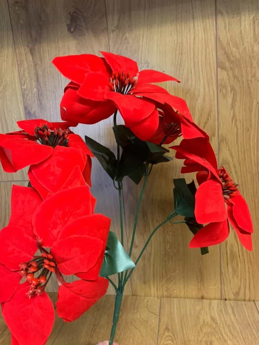 Red Poinsettia stem with 5 heads