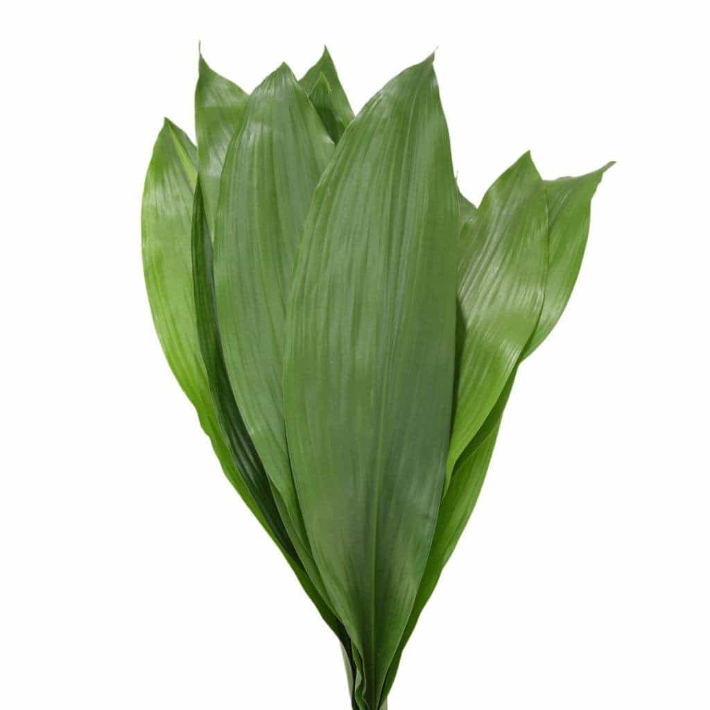 Aspidistra Leaf