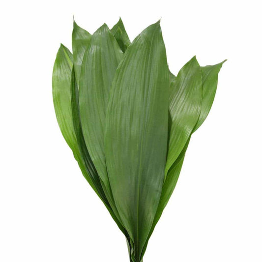 Aspidistra Leaf