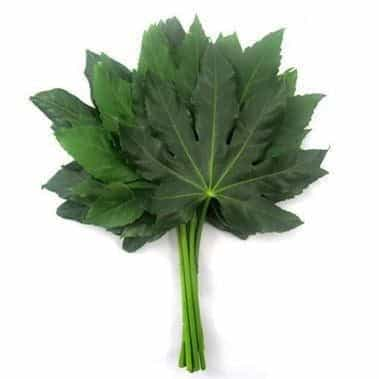 Aralia Leaf