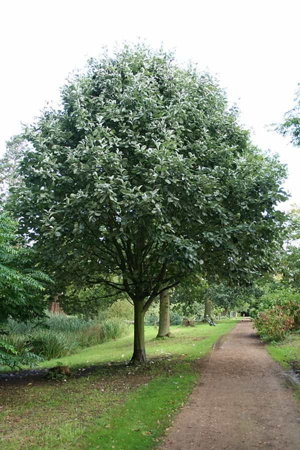 Sorbus Aria Lutescens