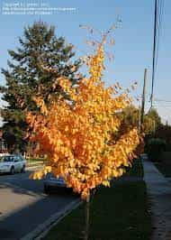 Parrotia Persica Persian Ironwood